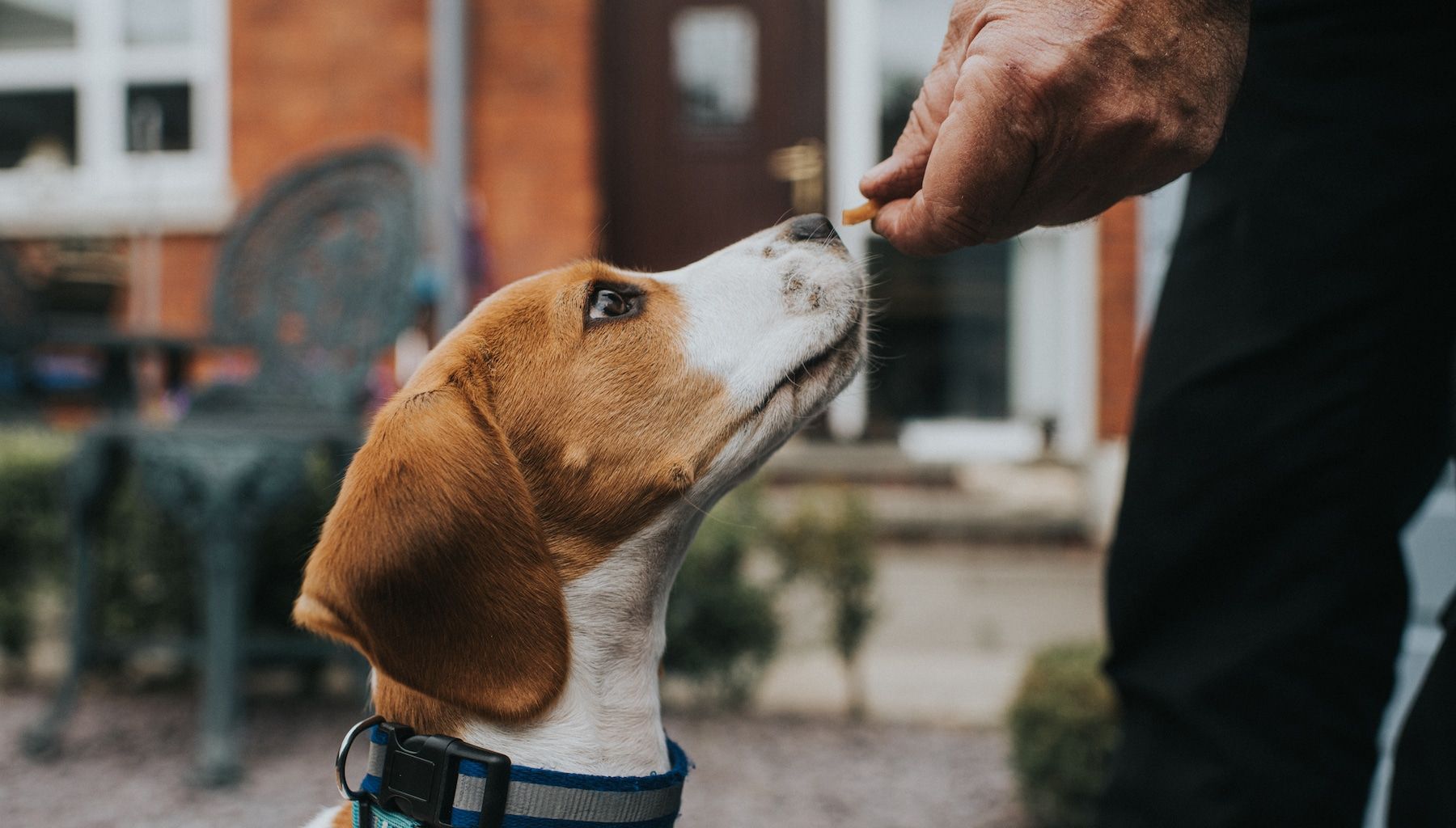 8 Fun Scent Games Your Dog Will Love