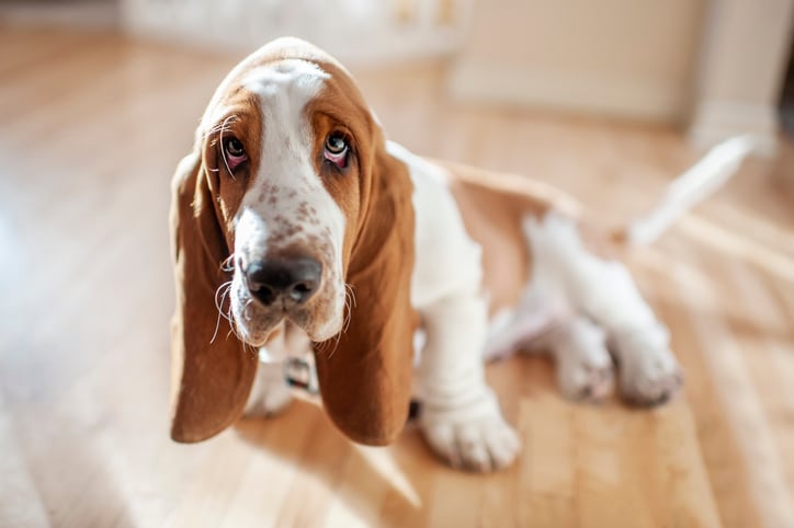 Top 10 Low-Maintenance Dogs