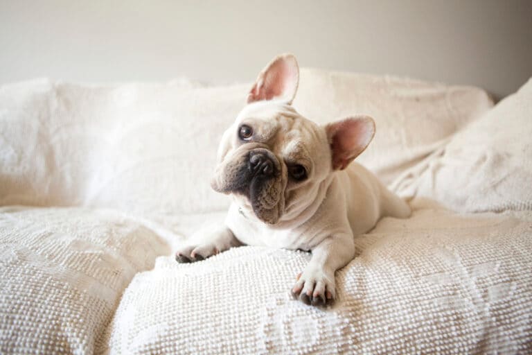 11 best indoor dogs: Who&#8217;s happy with a domestic lifestyle?