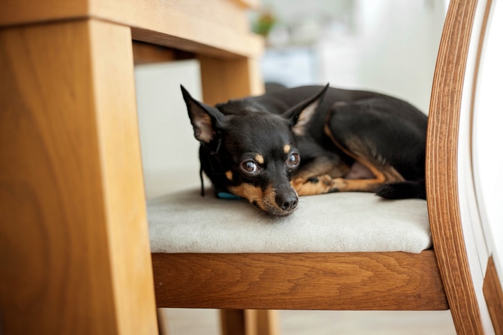 Top 10 Low-Maintenance Dogs