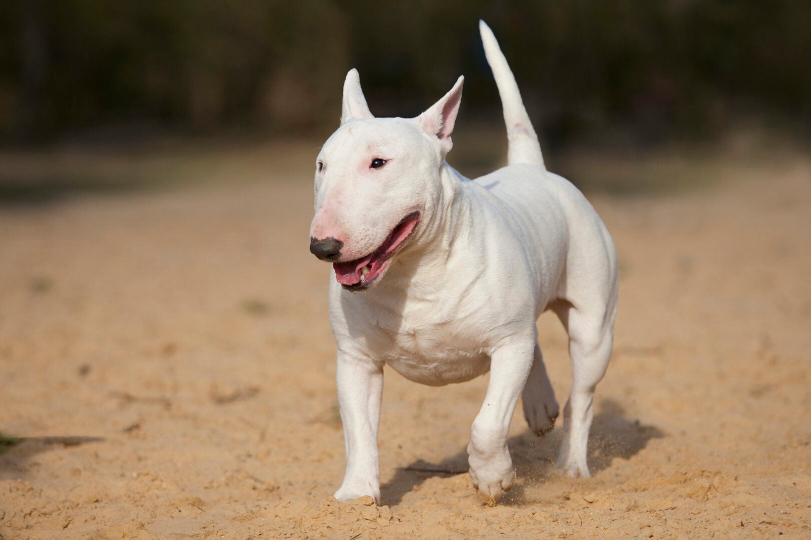 Top 10 Ugly Dog Breeds