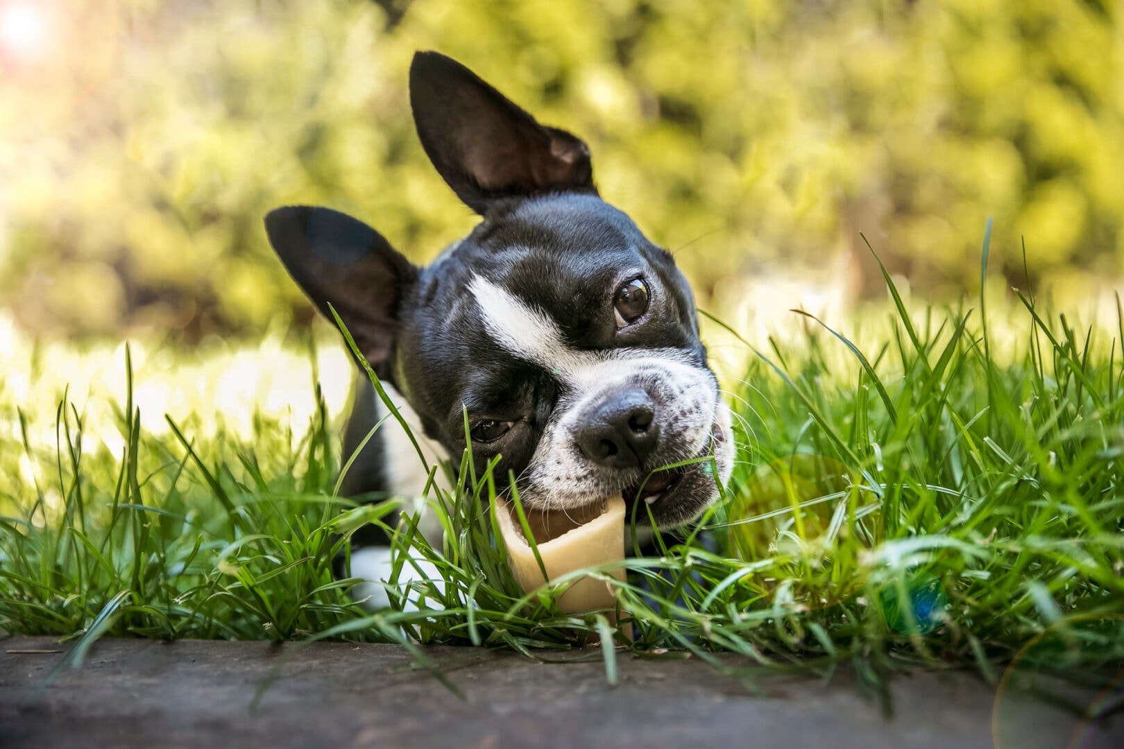 11 steps to starting your own pet care business