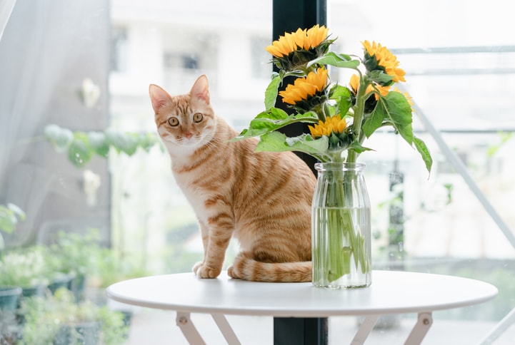 Common flowers safe for cats