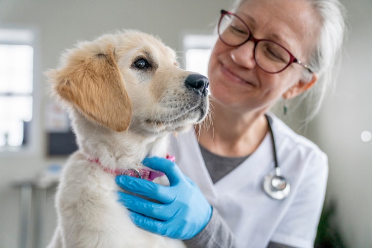 Can dogs get colds? How to spot symptoms and keep your pet healthy