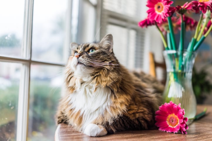 Common flowers safe for cats