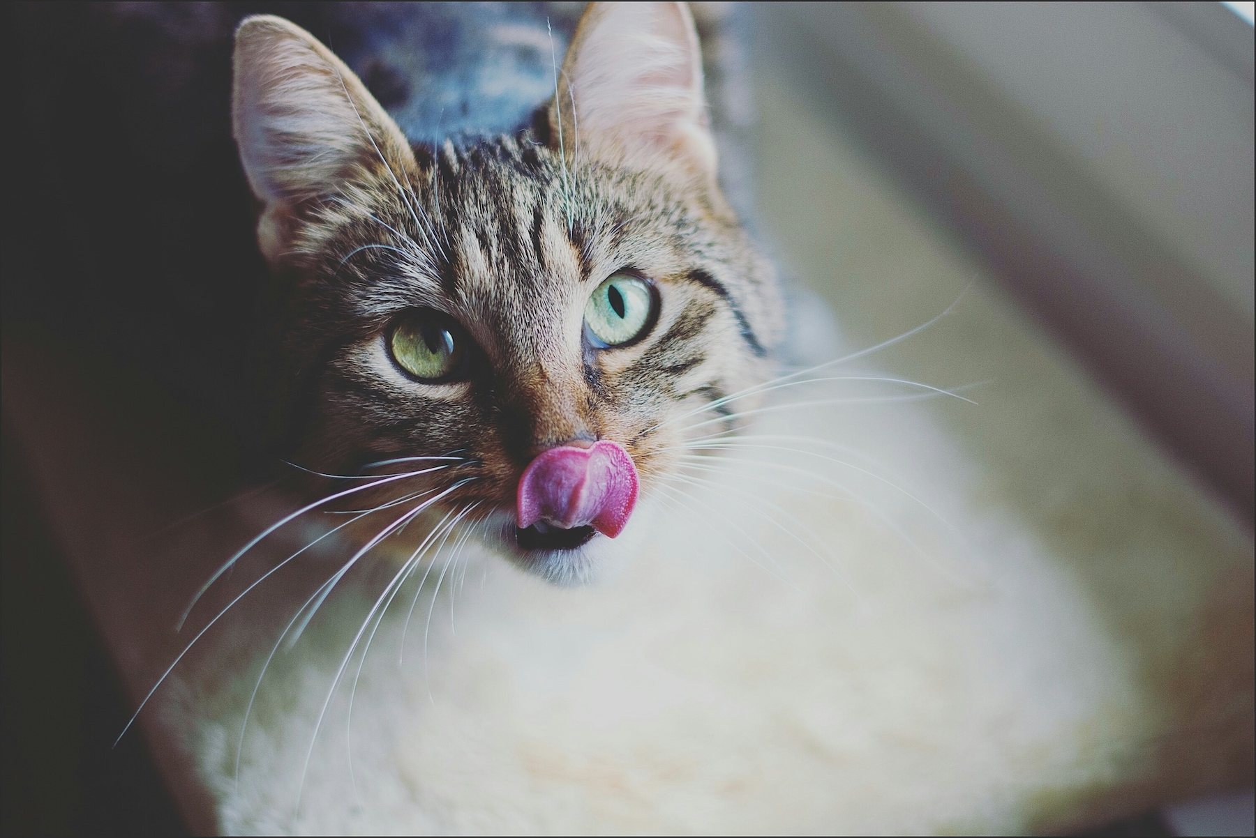 Cat drooling: Is it normal?
