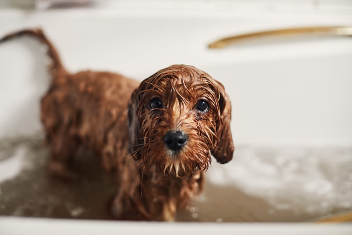 How often should I bathe my dog?