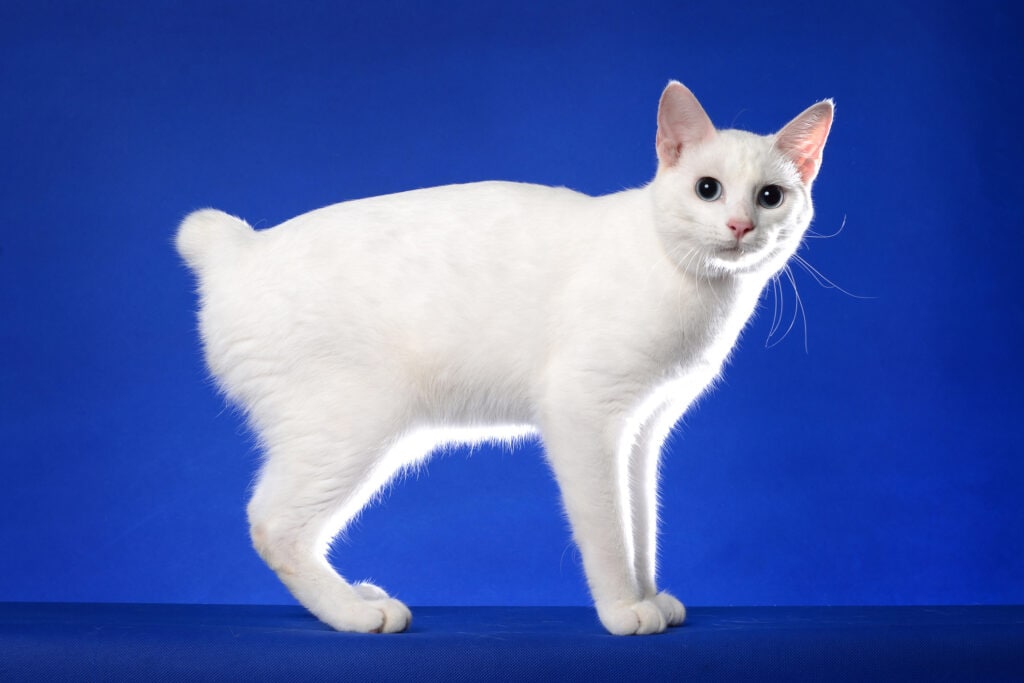 The Japanese bobtail Cat is a fluffy cat breed.