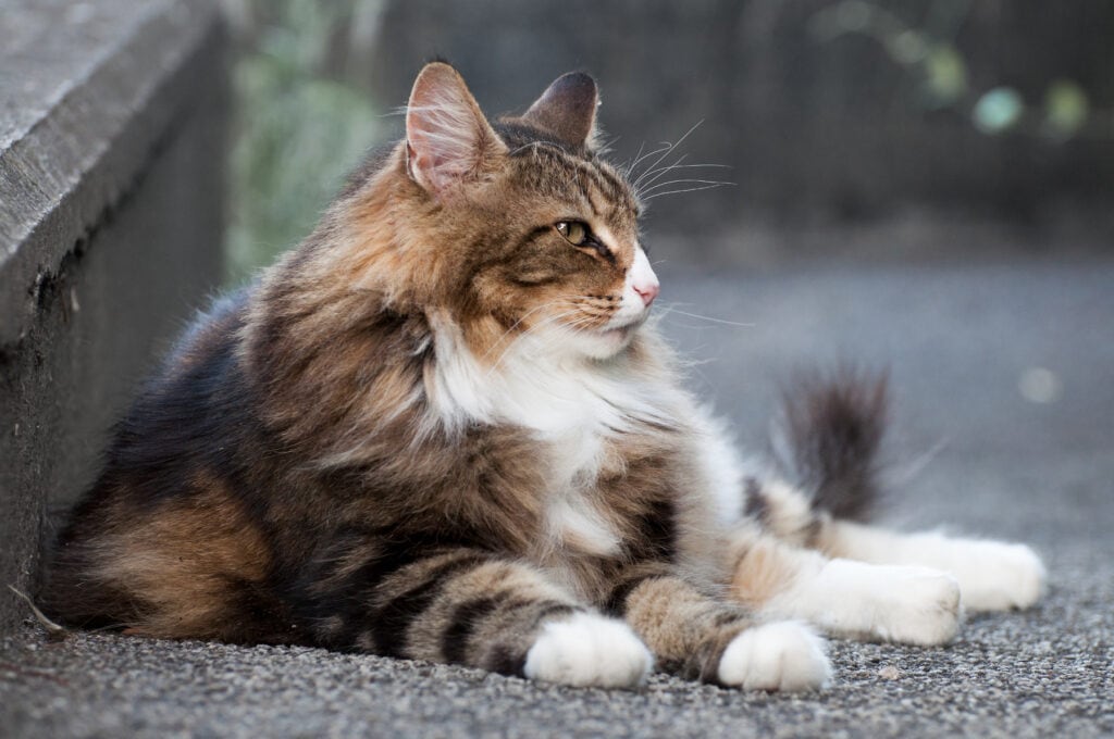 The Norwegian forest cat is a fluffy cat breed.