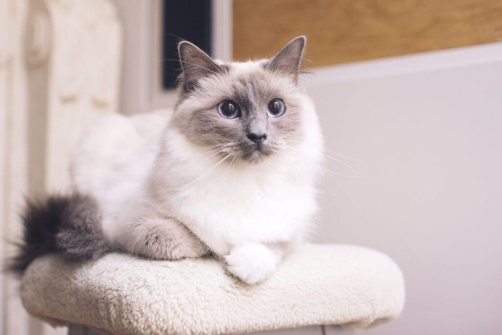 The Ragdoll cat is a fluffy cat breed.