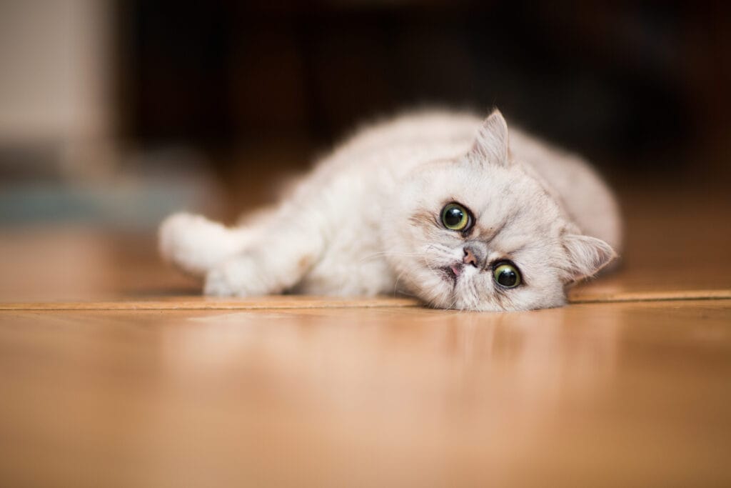 The exotic shorthair cat is a fluffier cat breed.