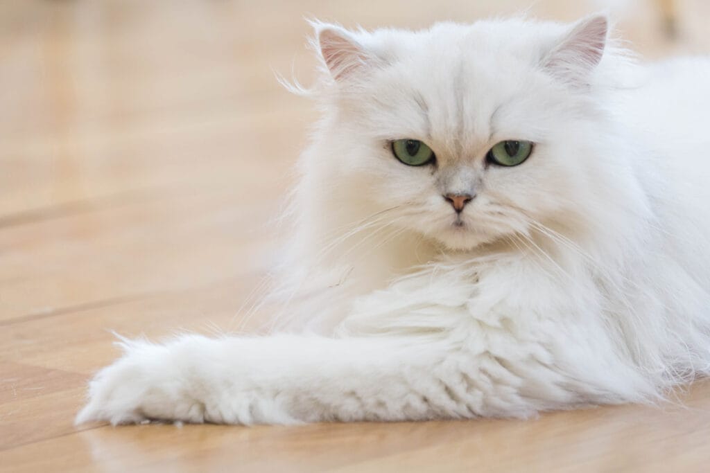 Persian cats are a fluffy cat breed.