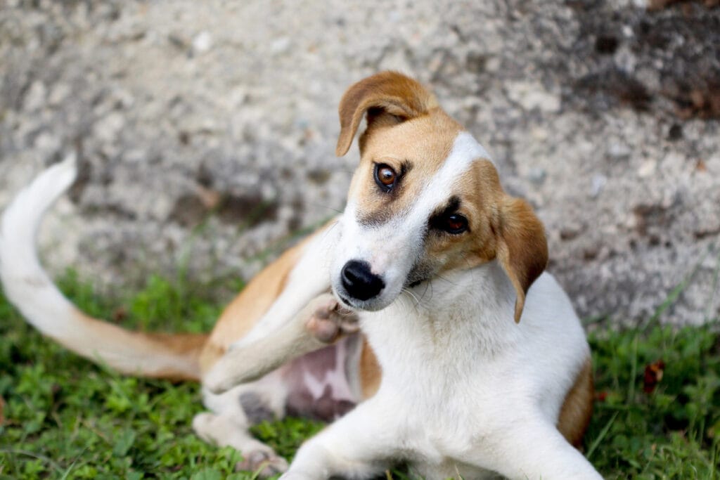 Dog dandruff: causes, symptoms and treatments from veterinary experts