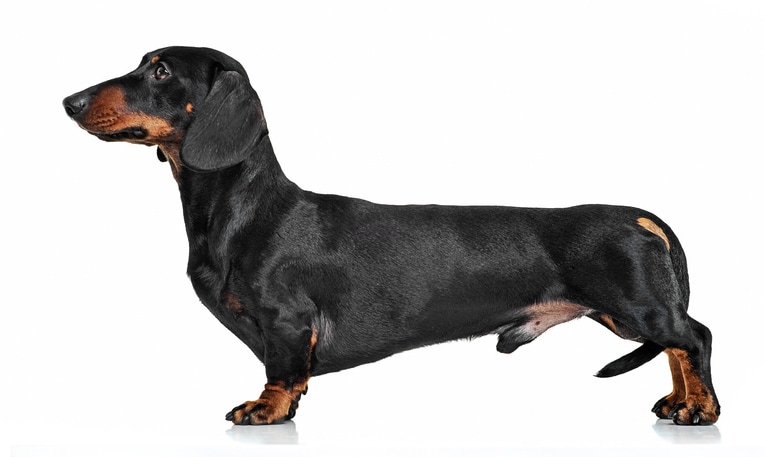 The Dachshund is among the most popular dog breeds in 2021