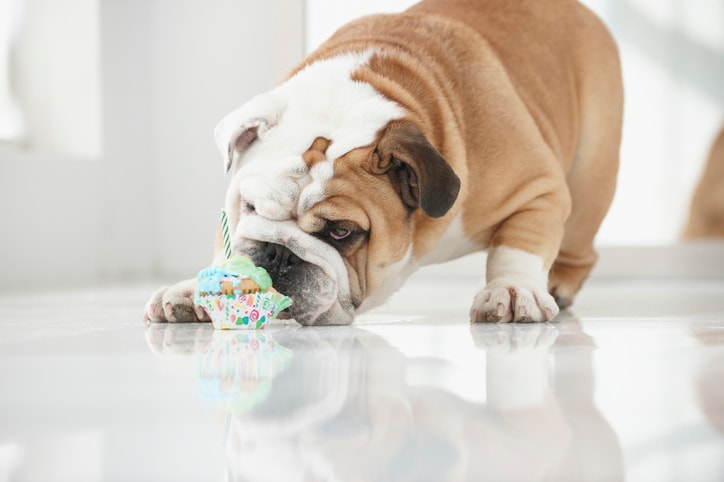 9 Instagram-worthy dog dessert recipes for birthdays and beyond