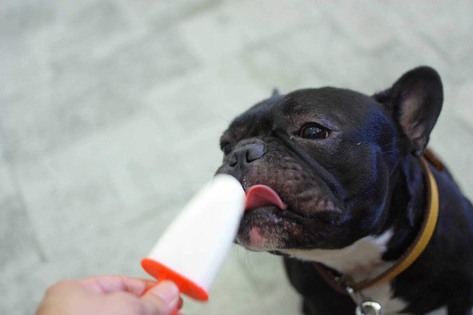 Dog Ice Cream Recipes to Beat the Heat