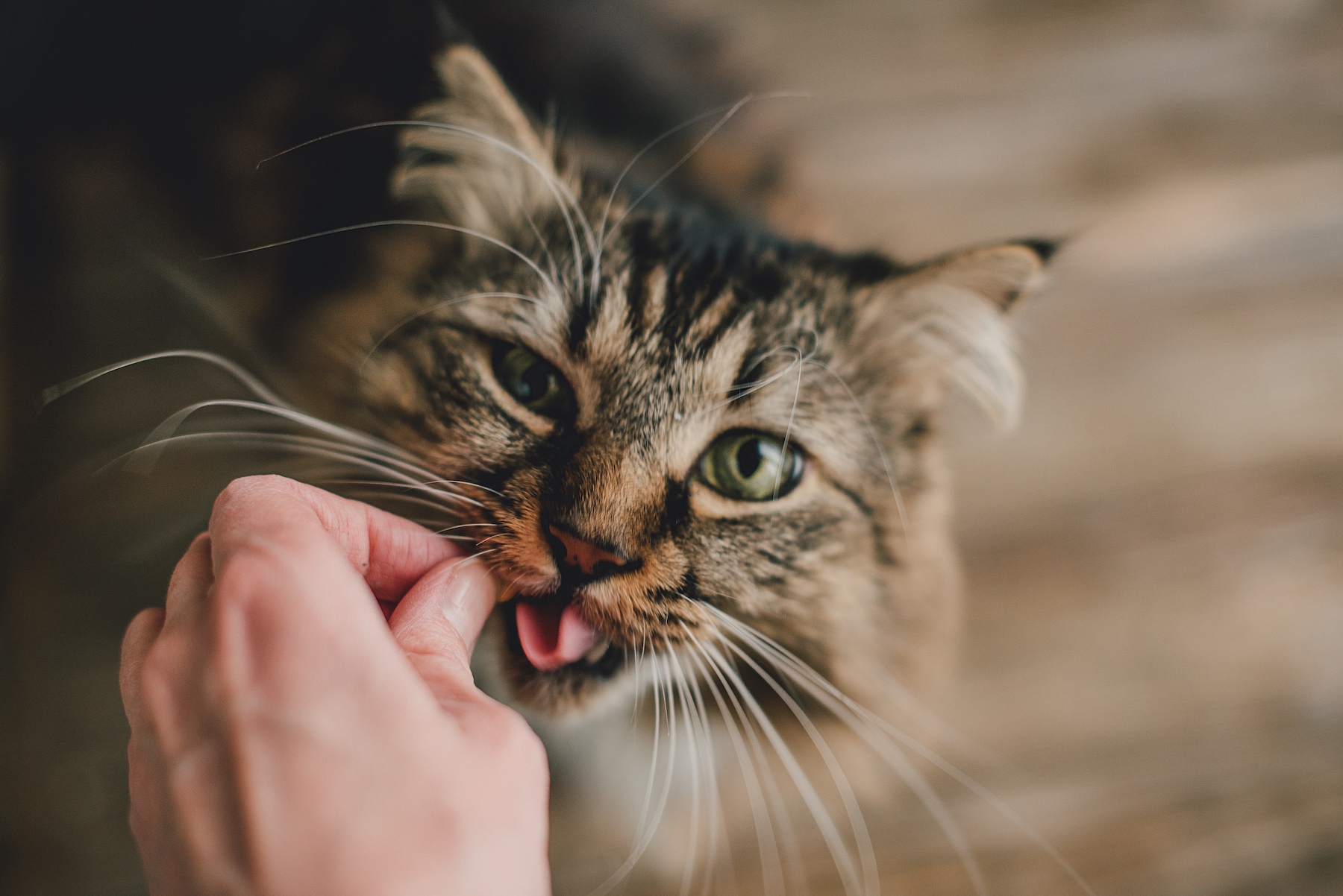 Homemade Cat Treats: Catering to Your Kitty's Tastebuds