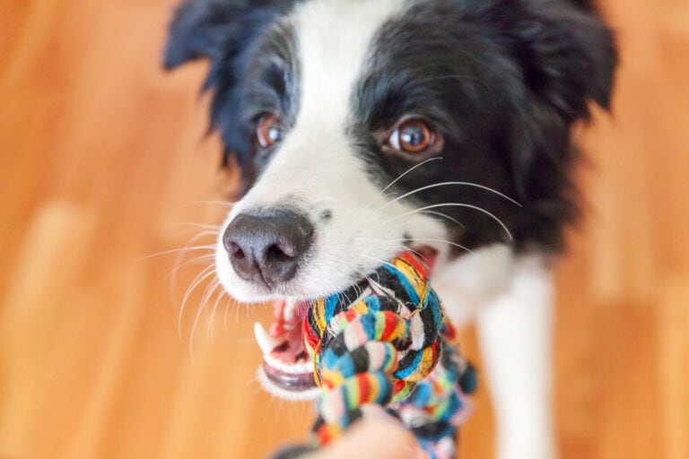 18 DIY dog toys you can make from items in your house