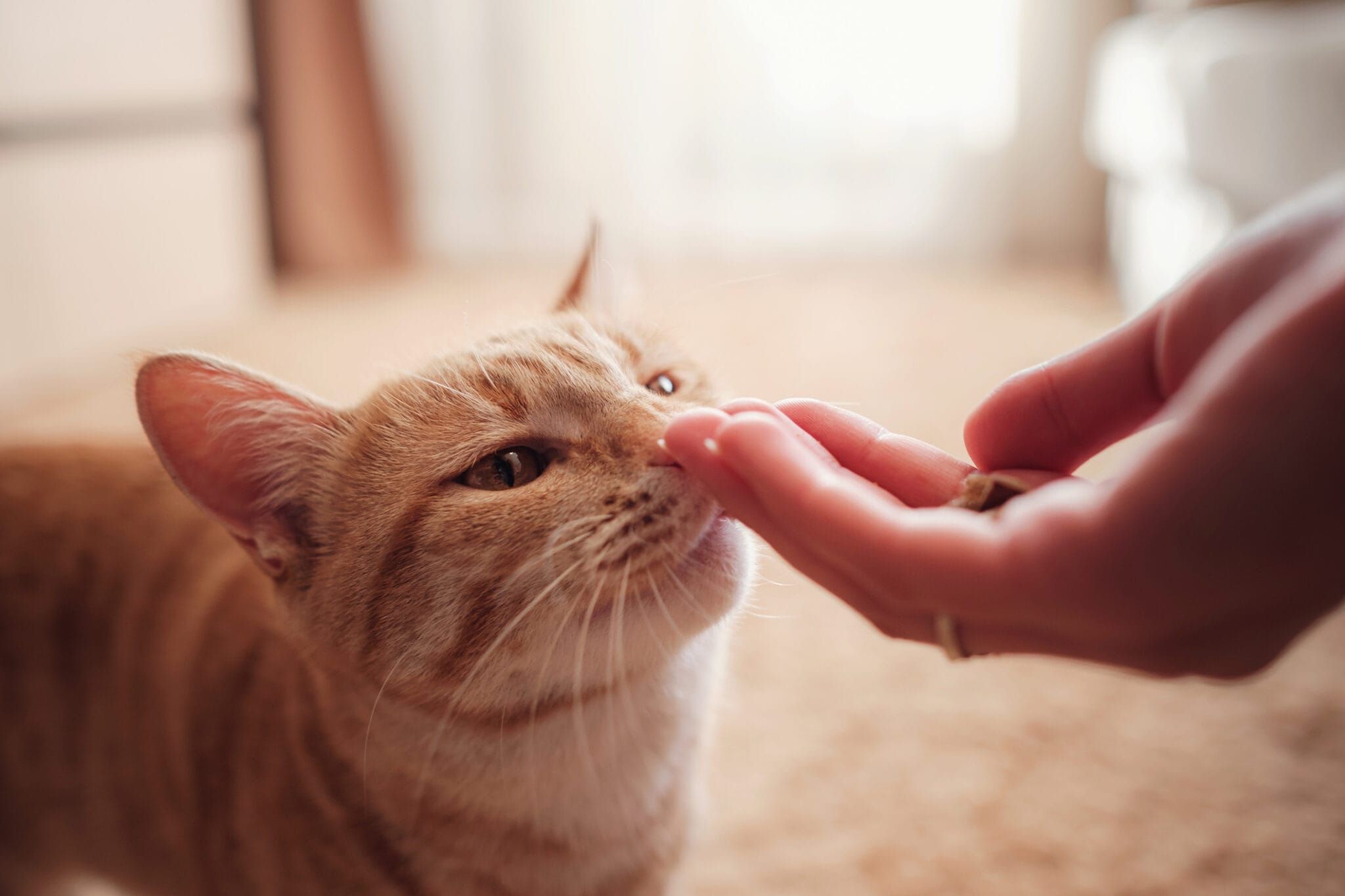 10 homemade cat treats your kitty will love