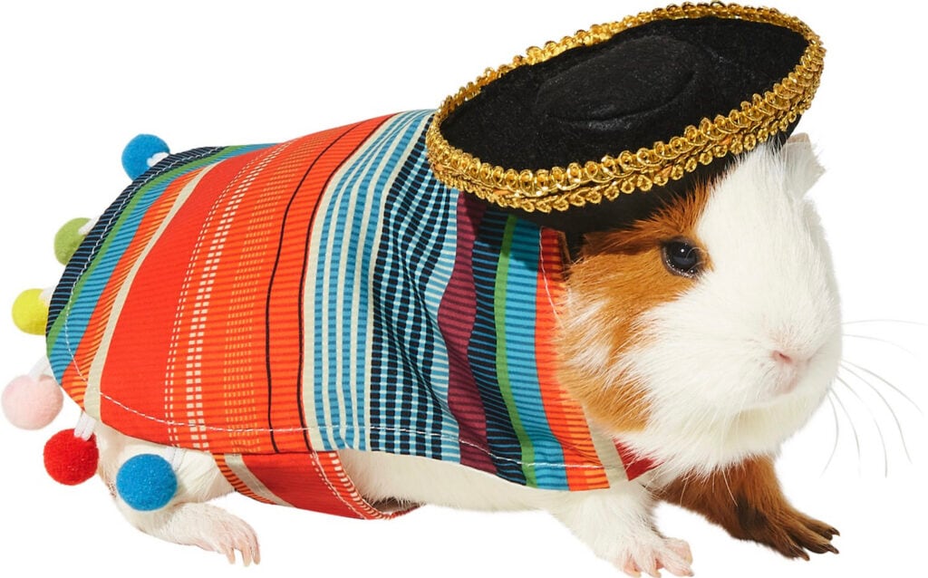 This cool serape and sombrero makes the cutest guinea pig Halloween costume