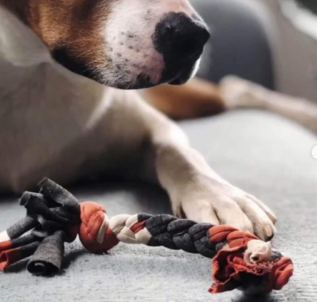 DIY: 9 Neat Ideas to Turn Your Dog's Dog Treats into Toys