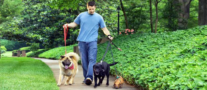 how much do dog walkers make