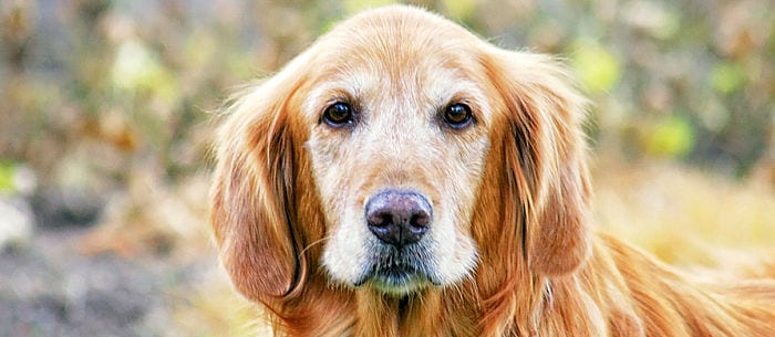 The Warning Signs: Liver Cancer in Dogs
