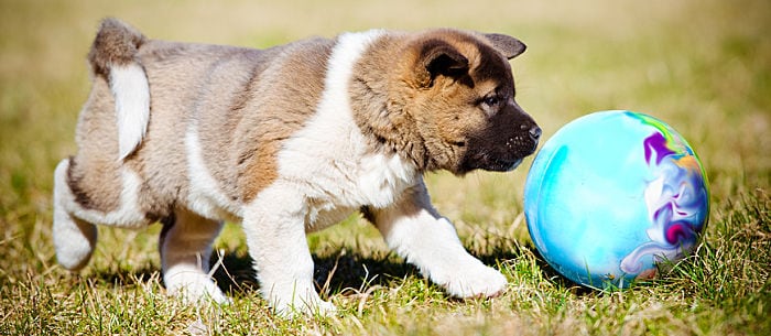 How to Play Treibball: The Perfect Backyard Dog Game!