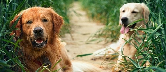 Why Do Dogs Eat Dirt?