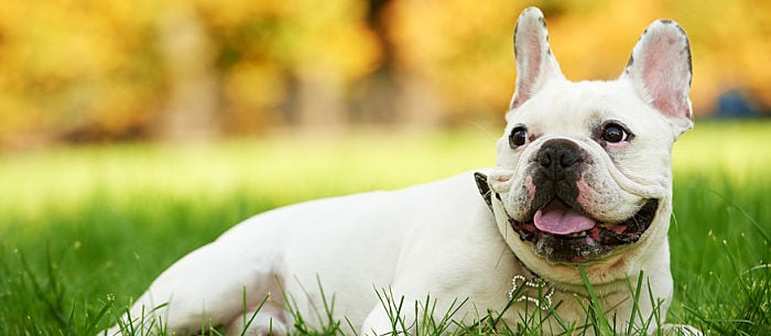 Dog Acne: Everything You Need to Know