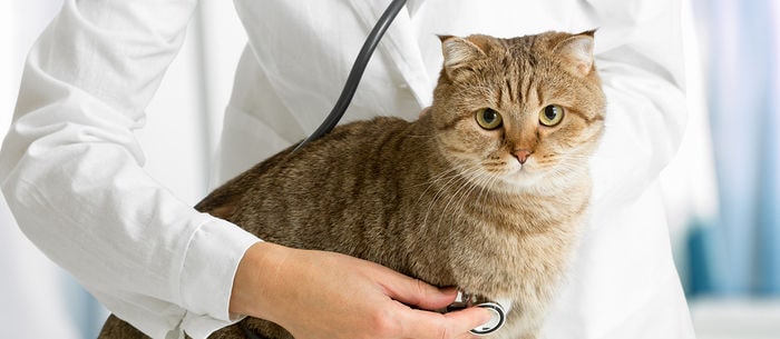 Pancreatitis In Cats: Symptoms, Treatments and What to Ask the Vet