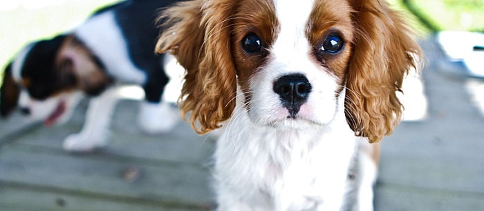 10 Things to Know About Dog Breeders