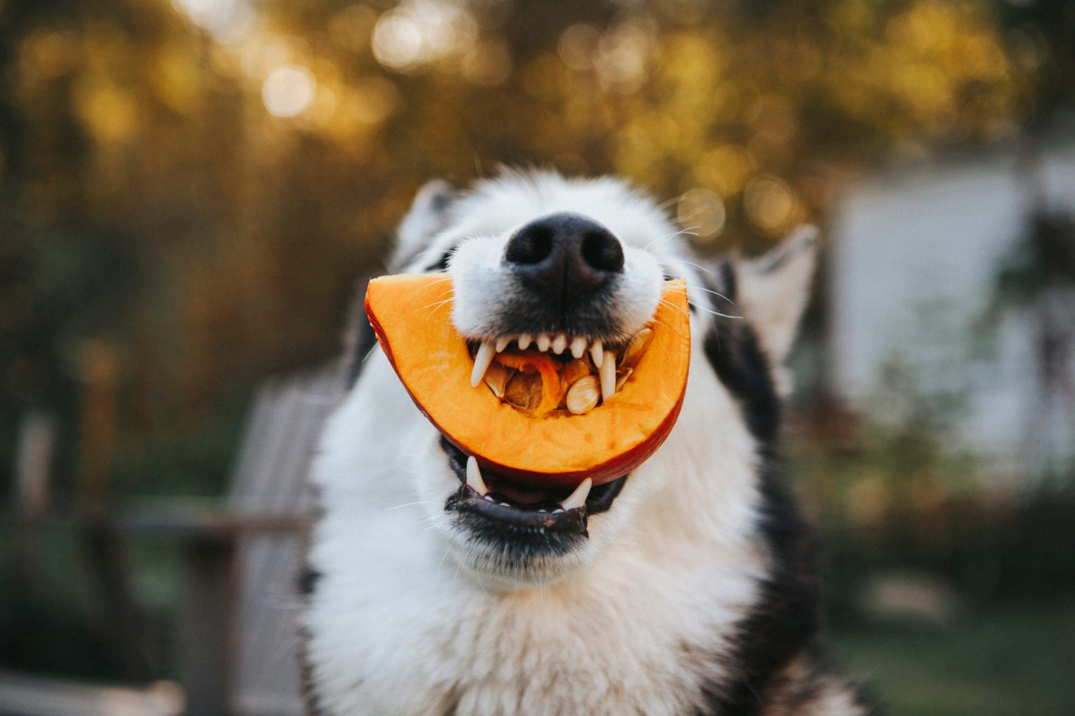 Healthy Munch: Top 10 Vegetables For Dogs