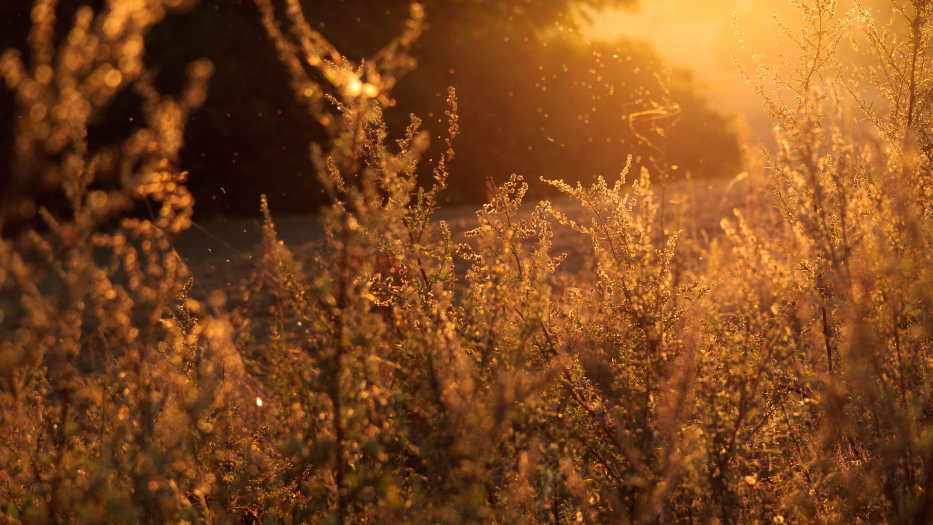 10 Tips for Fighting Pollen That You Probably Didn’t Know Before