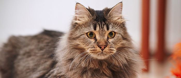 10 Cat Breeds Purrfect for Cold Weather– Rufus & Coco Australia