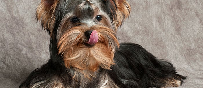 My Dog Won’t Eat: 5 Things to Help Even the Pickiest Pooch Love His Food