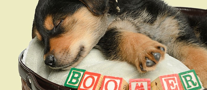 51 Unique Dog Names for 2015