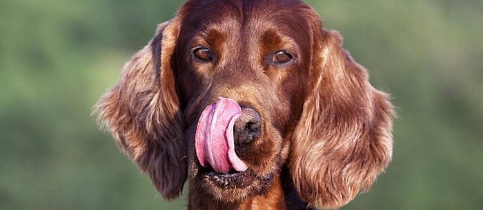 Why Does My Dog Lick Me?