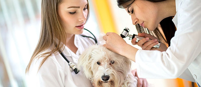 Lupus in Dogs: Everything You Need to Know
