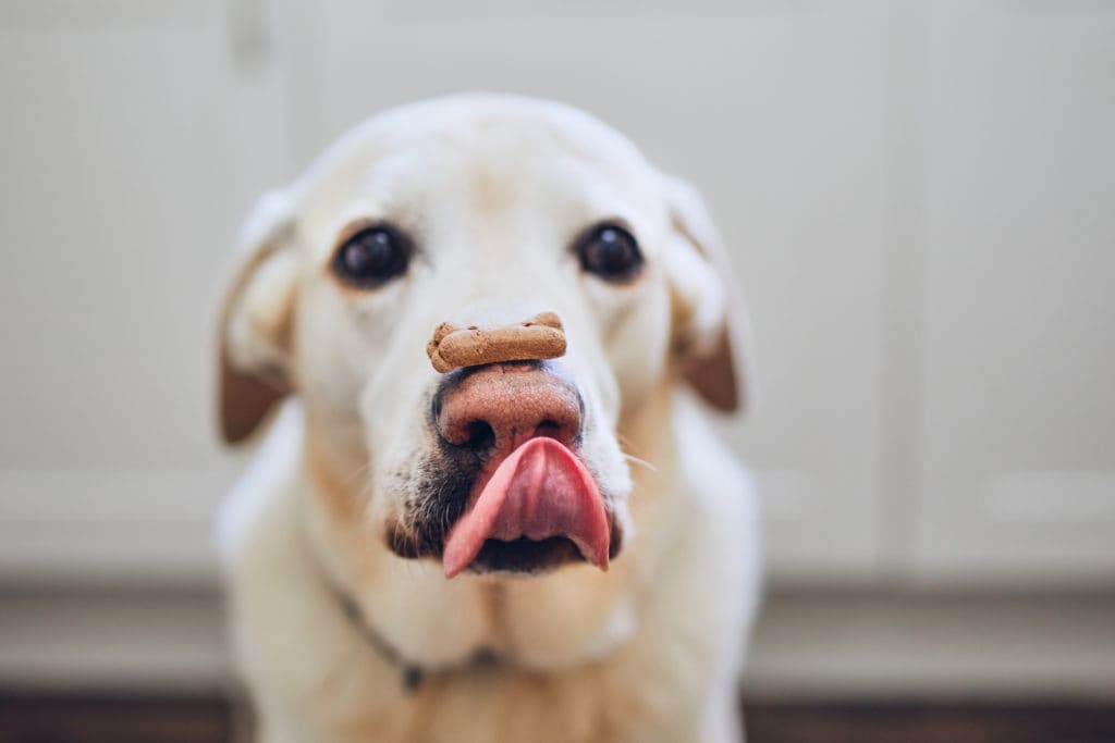 10 Christmas dog treats with recipes