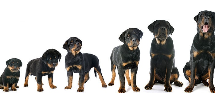 Use a Puppy Growth Chart to Determine Size