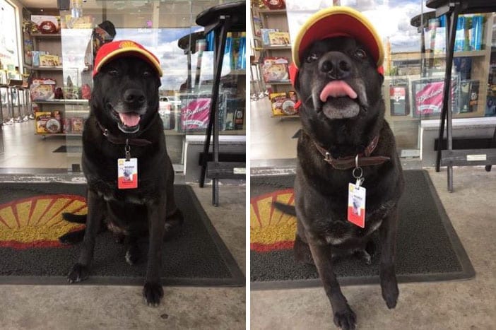 This Abandoned Dog Now Has a Full-Time Job at a Gas Station