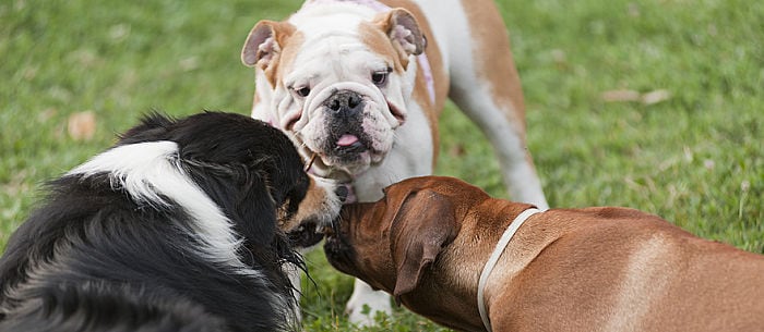 What Your Dog Says About You: How His Breed Reflects Your Personality