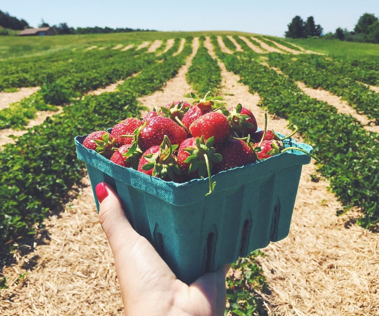The Best 5 Farms for Strawberry Picking Near Chicago