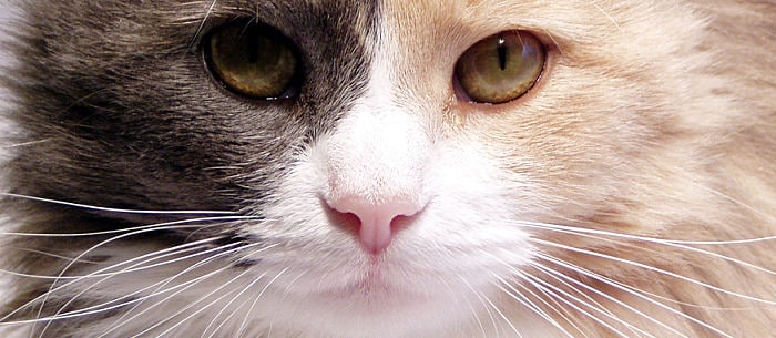 How to Manage Stomatitis in Cats