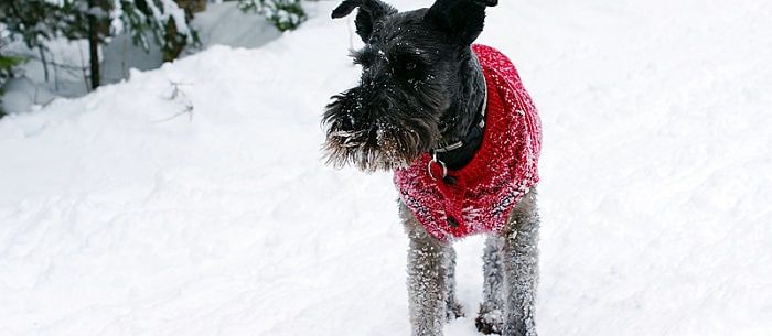 Schnauzer 2025 losing hair