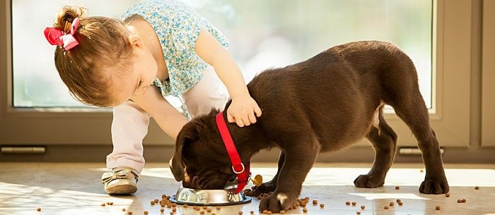 Hill's® Science Diet® Adult Oral Care dog food - Washington, PA
