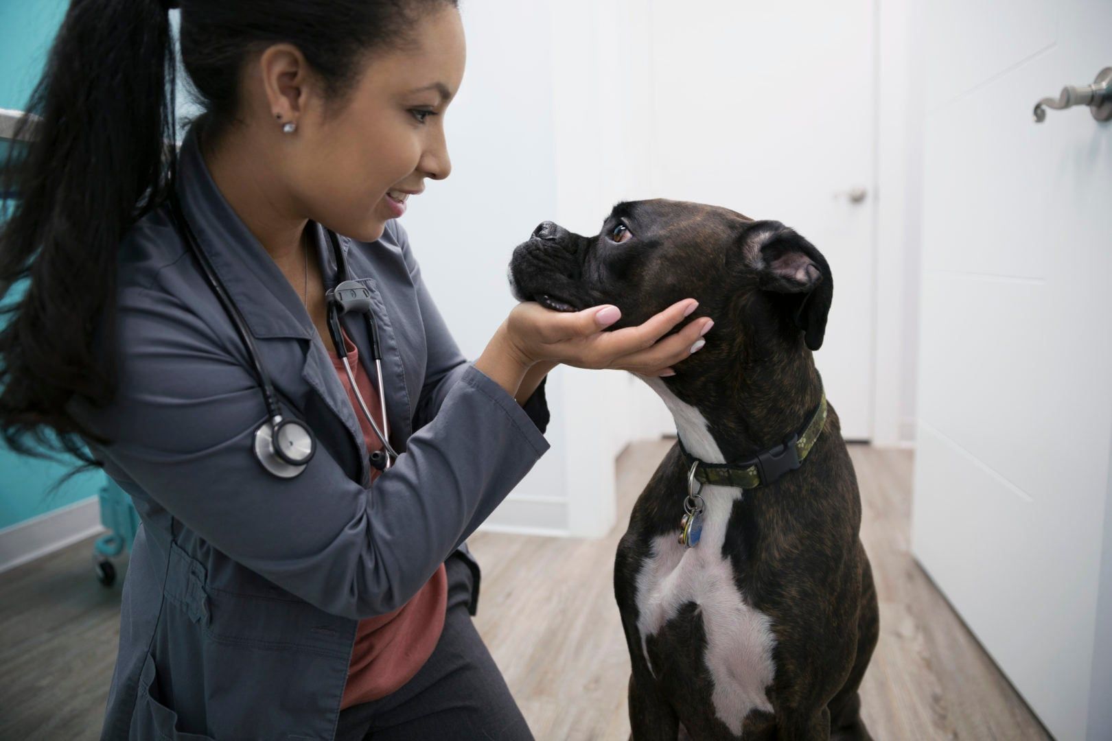what are the final stages of kidney failure in dogs
