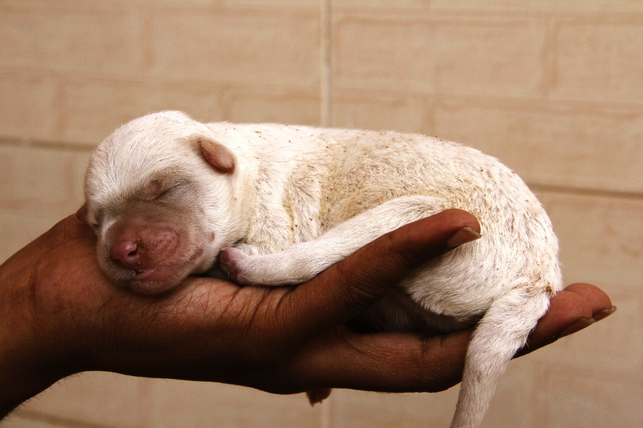 how many minutes should newborn puppies nurse