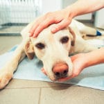 Neurological disorders in dogs: Signs, diagnosis and treatments